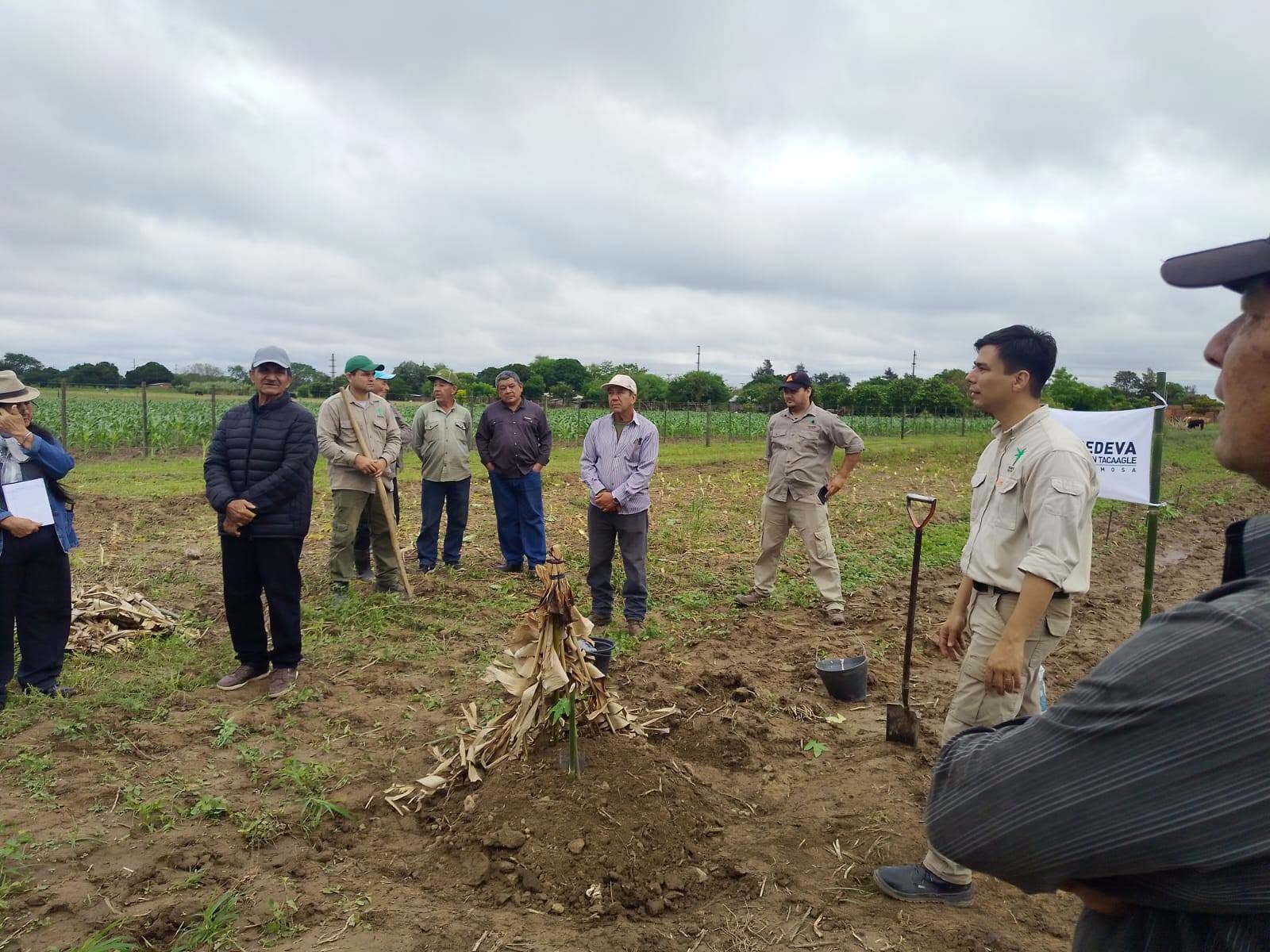 BUENA VISTA: PRODUCTORES PARTICIPARON DE UN TALLER PRÁCTICO SOBRE CULTIVO DE MAMÓN